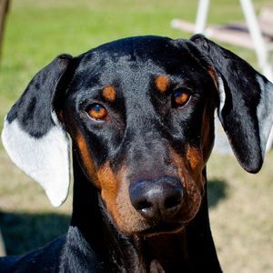 Meet your Posher, Rod